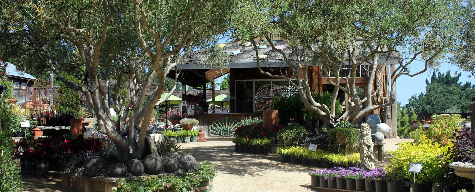 The entrance to Cottage Gardens of Petaluma, under big old trees, with tables of plants in bloom