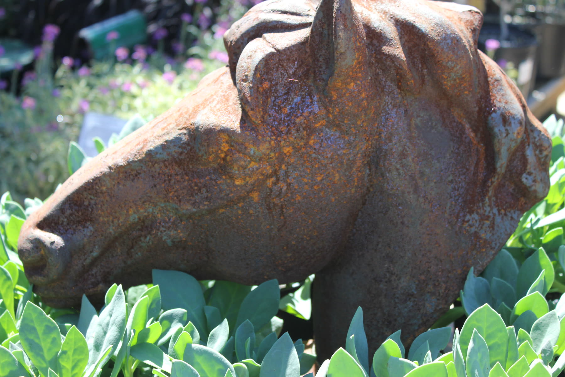 A rusted iron horse-head sculpture among silver foliage