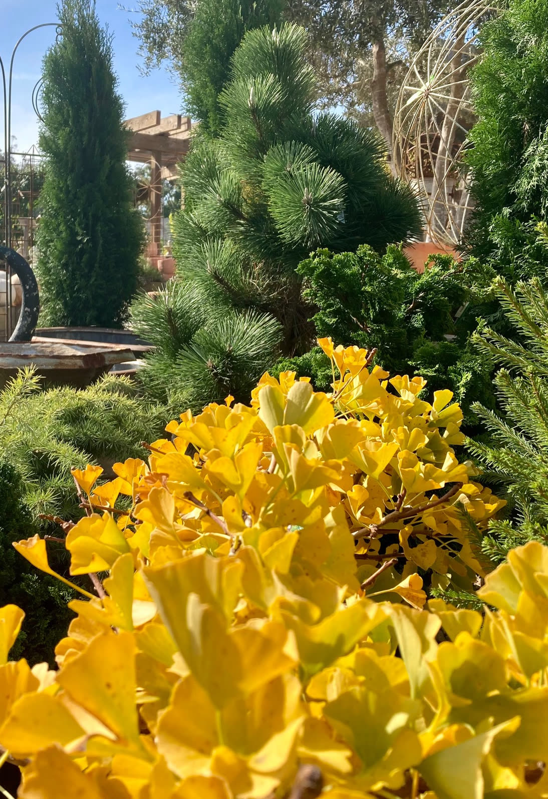 A gold-leaved shrub in front of dark green conifers