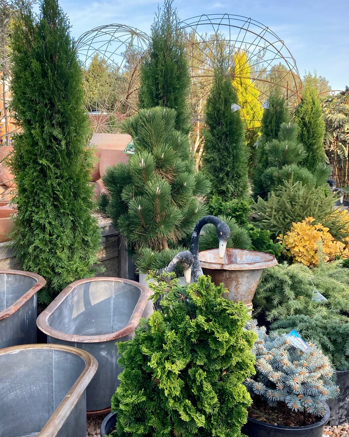 Conifers and pots under a greenhouse arch