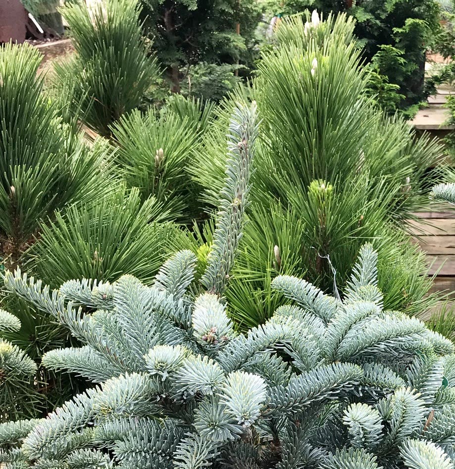 Blue spruce and pines