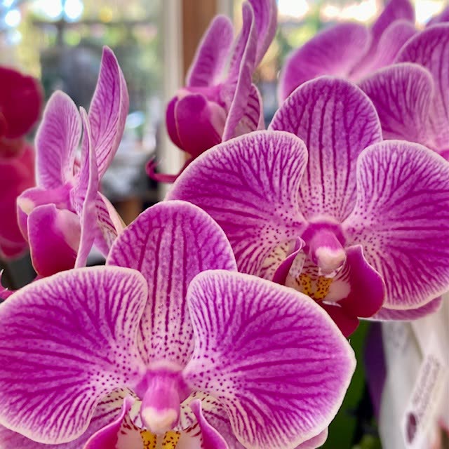 Magenta phalaenopsis orchids