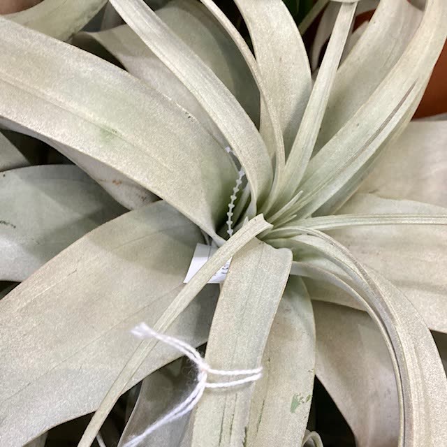 A large silver air plant