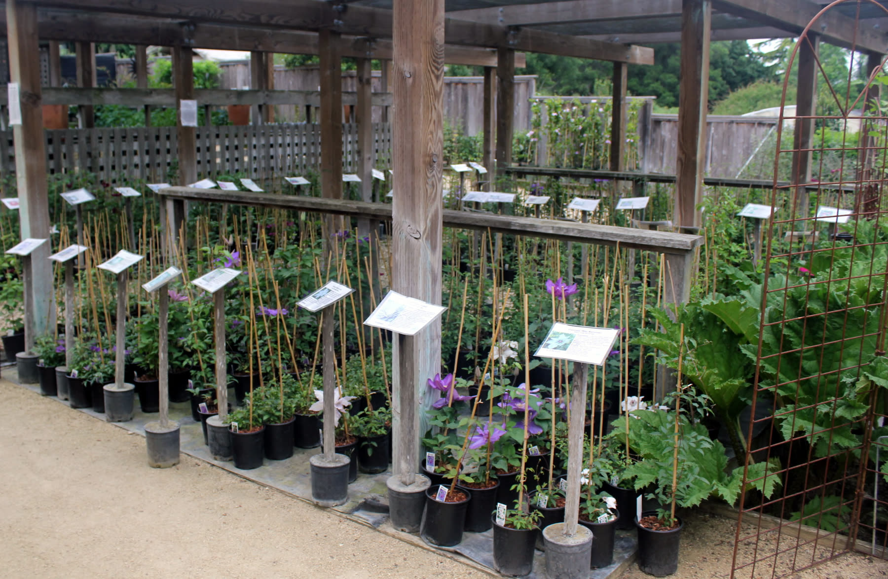 Rows of young clematis on bamboo stakes, each with a plant label