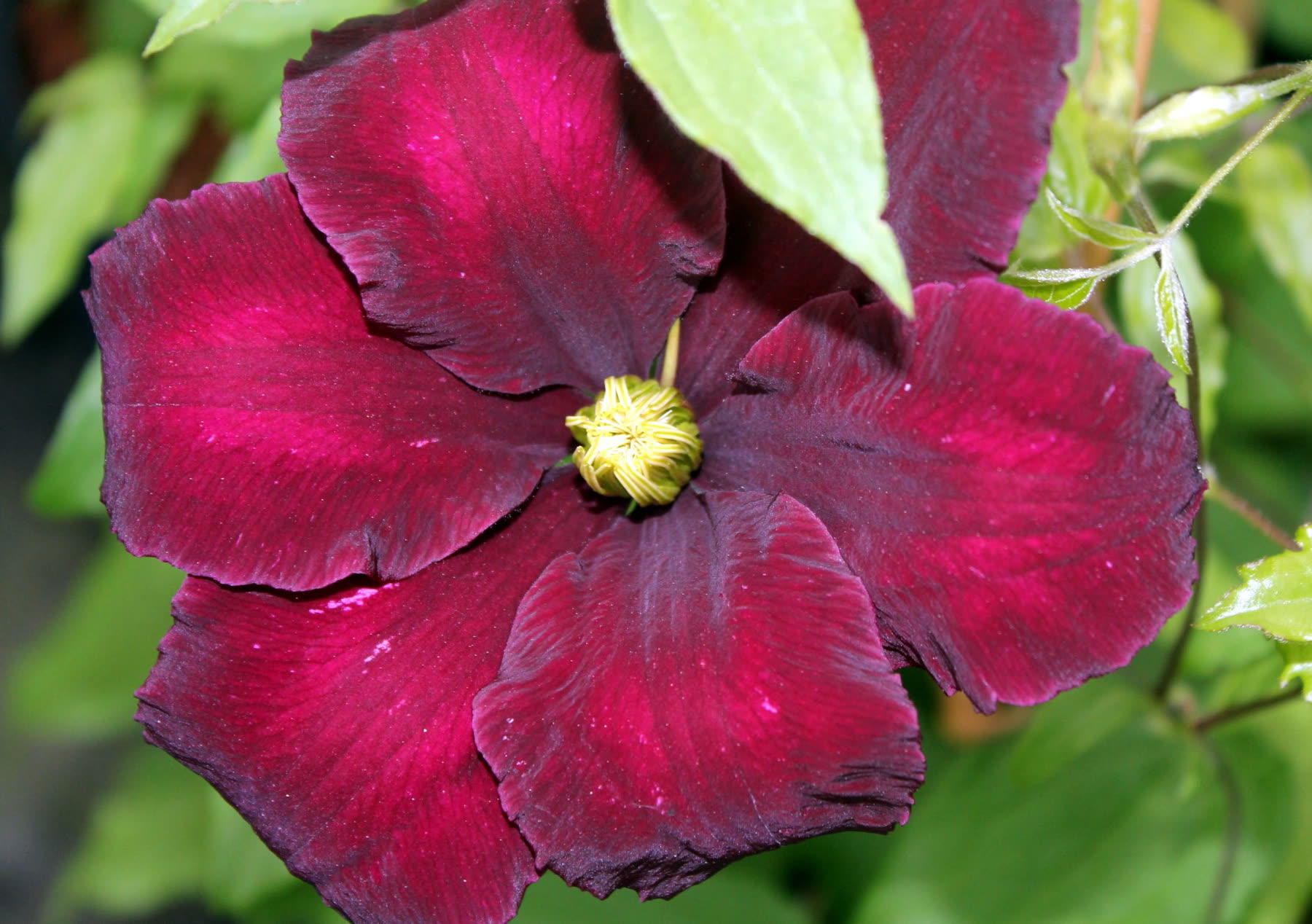 A deep red clematis flower