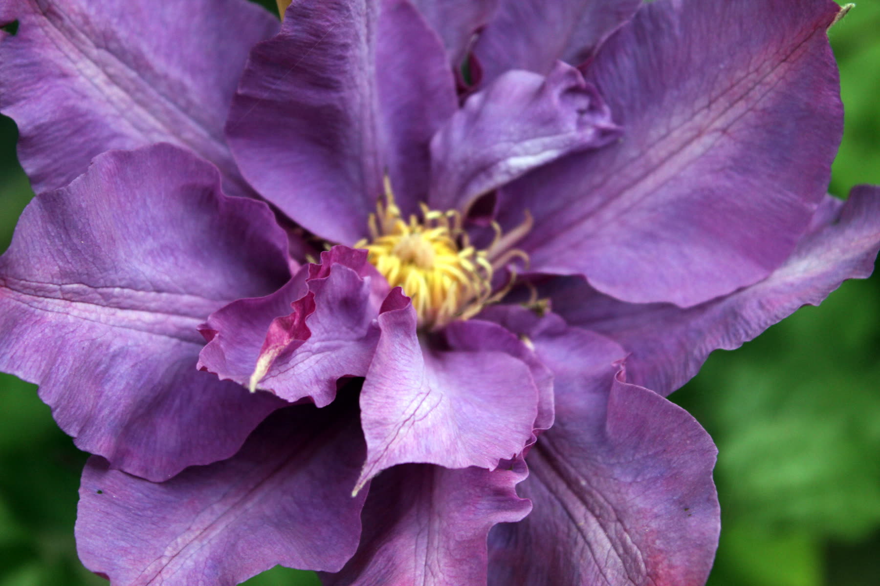 A purple double clematis