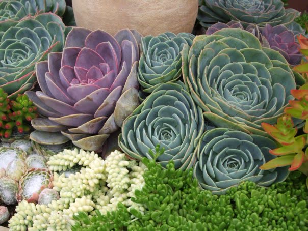 Echeveria and other succulents in a bed