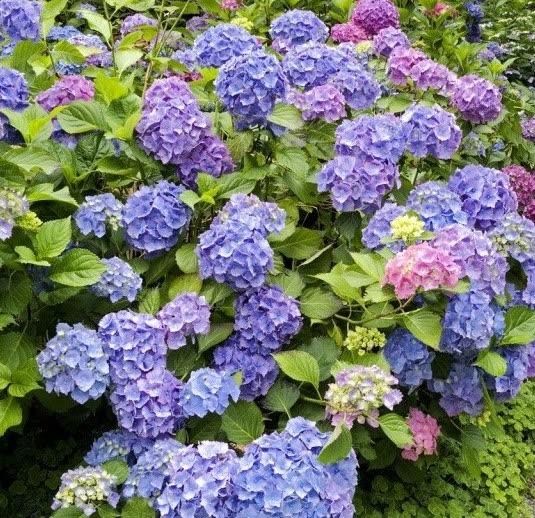 Blue and pink mophead hydrangeas